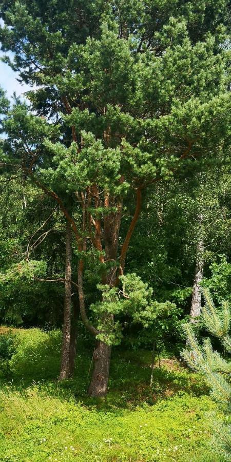 Forest * Palanga